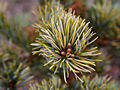 Pinus parviflora Shikoken IMG_1559 Sosna drobnokwiatowa